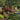 Arch Bridge Small Wooden Bridge